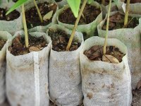 Tohum Kesesi - Ürün Yetiştirme Torbası